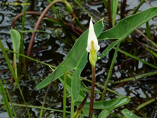 {Peltandra sagittifolia}